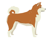 Akita Inu