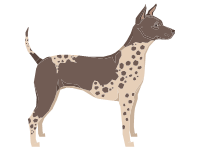 American Hairless Terrier