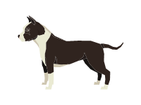 American Staffordshire Terrier