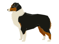 Australian Shepherd