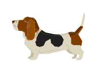 Basset Hound