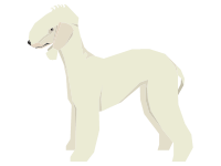 Bedlington Terrier