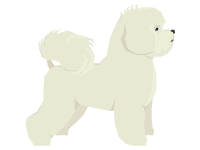 Bichon Frise