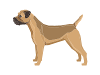 Border Terrier