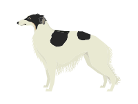 Borzoi