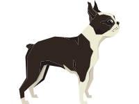 Boston Terrier