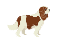 Cavalier King Charles Spaniel