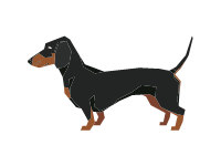 Dachshund