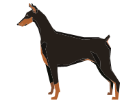 Dobermann