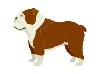 English Bulldog