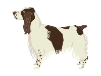 English Springer Spaniel