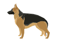 German Shepherd