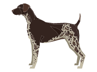 German Shorthaired Pointer