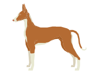 Ibizan Hound