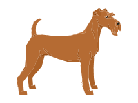 Irish Terrier