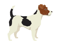 Jack Russell Terrier