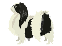 Japanese Chin