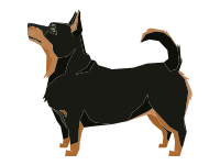 Lancashire Heeler