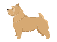 Norwich Terrier