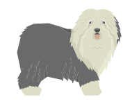 Old English Sheepdog