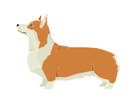 Pembroke Welsh Corgi