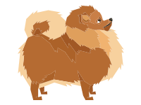 Pomeranian