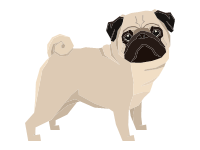 Pug