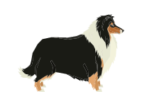 Rough Collie