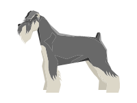 Schnauzer