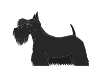 Scottish Terrier