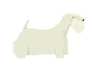 Sealyham Terrier