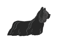 Skye Terrier