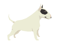 Staffordshire Bull Terrier