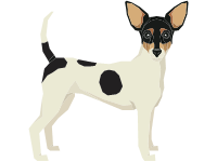 Toy Fox Terrier