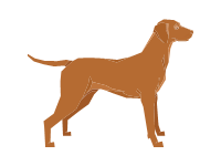 Vizsla