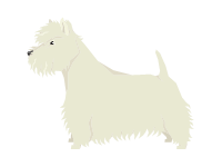 West Highland White Terrier