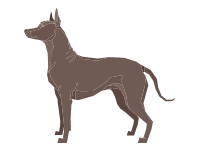 Xoloitzcuintle