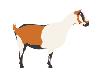 Alpine Goat