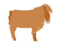 American Lamancha Goat