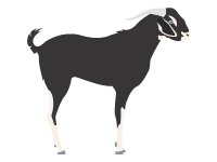 Black Bengal Goat