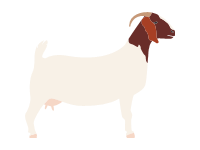 Boer Goat