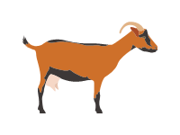 Oberhasli Goat