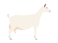 Saanen Goat