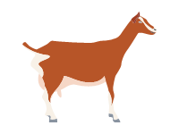 Toggenburg Goat