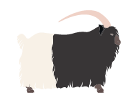 Welsh Black Necked Goat