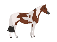 American Paint Horse