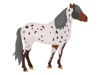 Appaloosa Horse