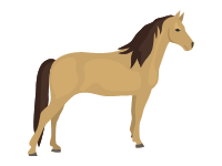 Morgan Horse