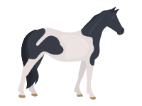 Pinto Horse
