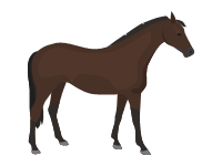 Thoroughbred Horse